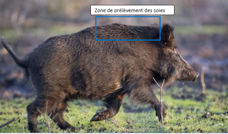 image Capture_sanglier.png (1.4MB)