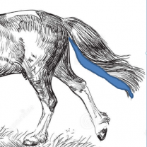image cheval_zone_de_preleveemnt.png (0.2MB)